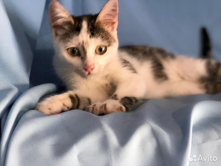 Котёнок Мурзик