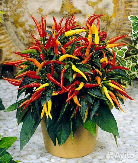 Перец острый комнатный, базилик