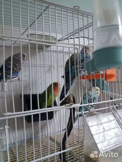 Попугай волнистый и клетки