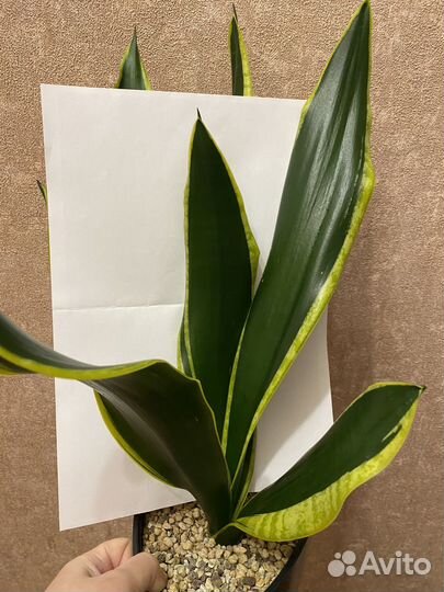 Сансевиерия Блек Голд