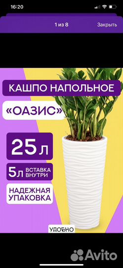 Кашпо и пальма