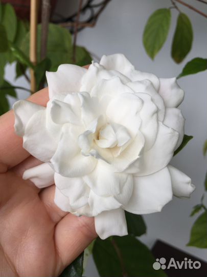 Гардении, редкие сорта