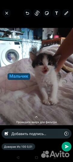 Котята в добрые руки бесплатно