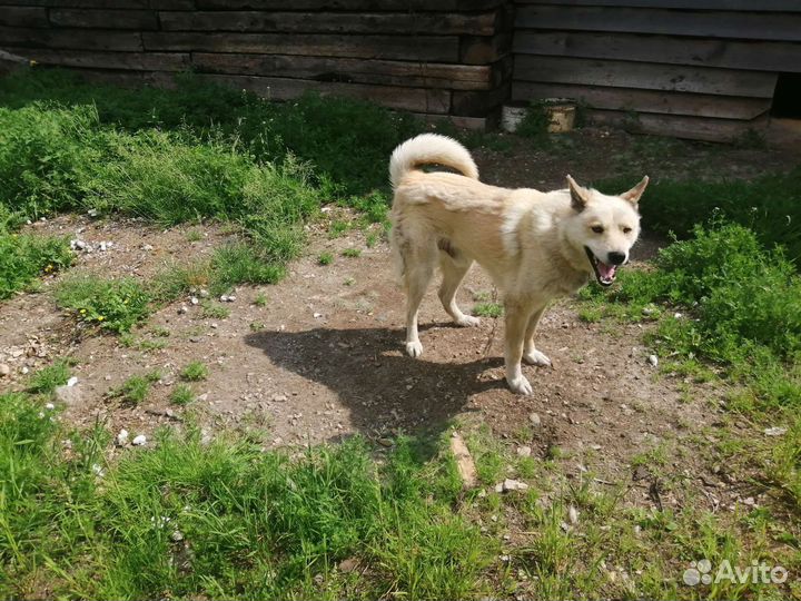 Сибирская лайка