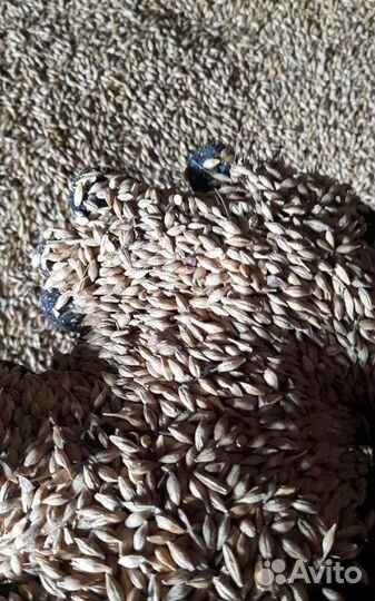 Семечко, Подсолнечник на корм/посев