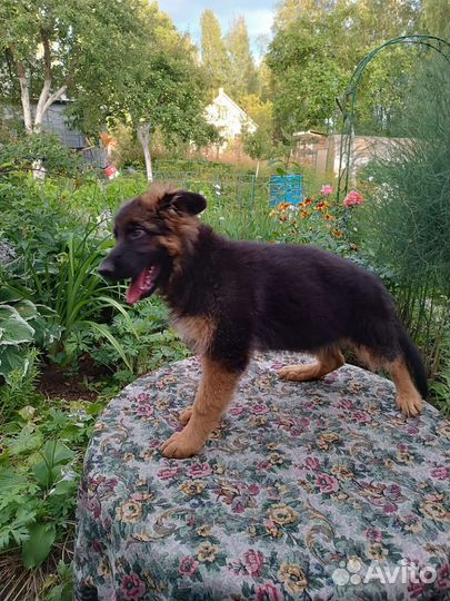 Щенки немецкой овчарки длинношерстной