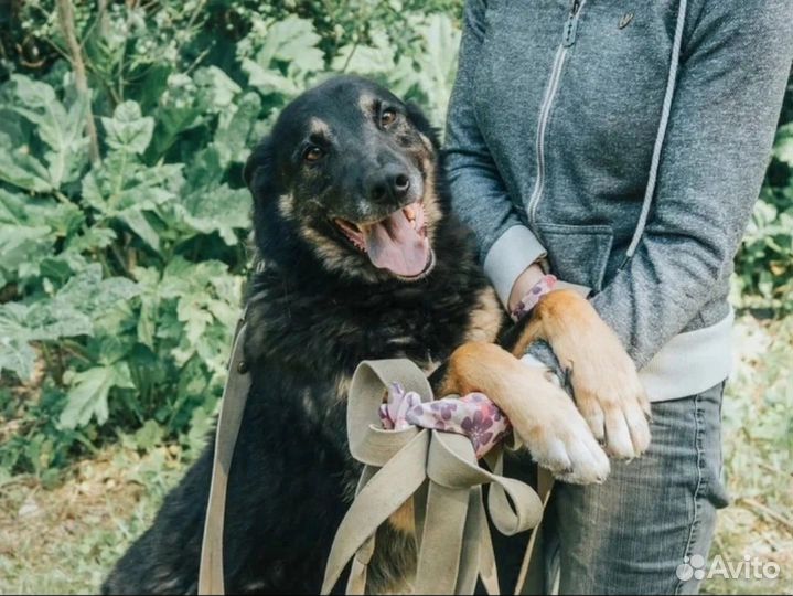 Трогательный пес Сатурн