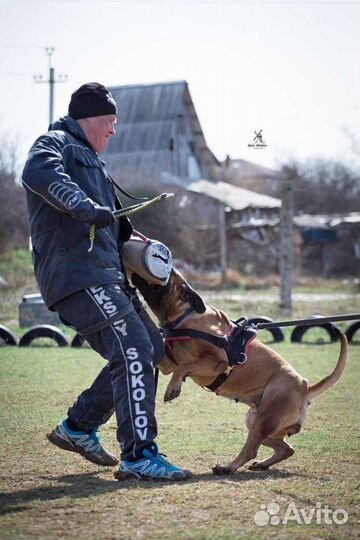 Щенки Бурбуля