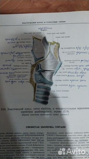 Атлас анатомии человека синельников