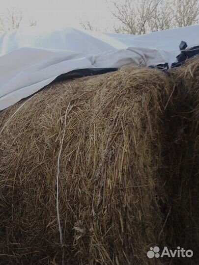 Сено луговое