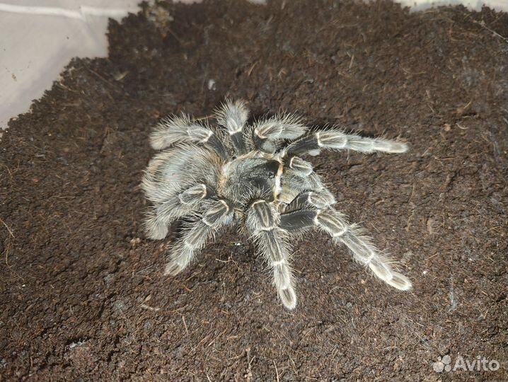 Паук птицеед