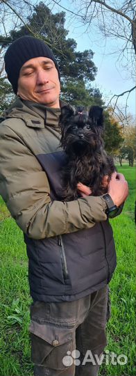 Девочки чёрного йорка