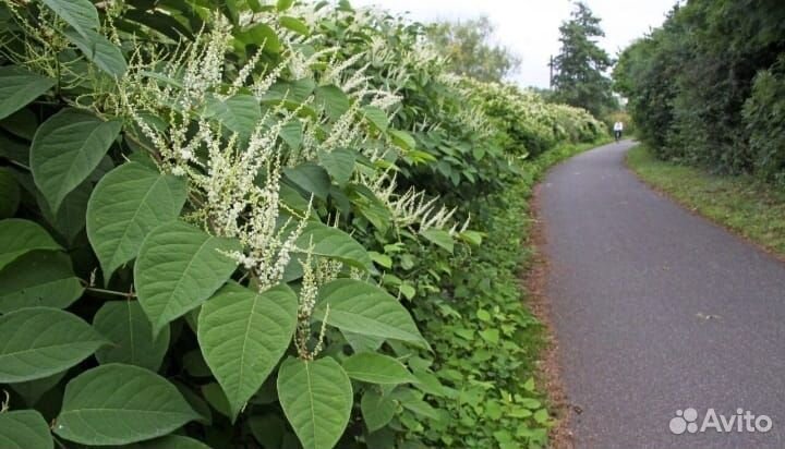 Горец сахалинский, Гречичник