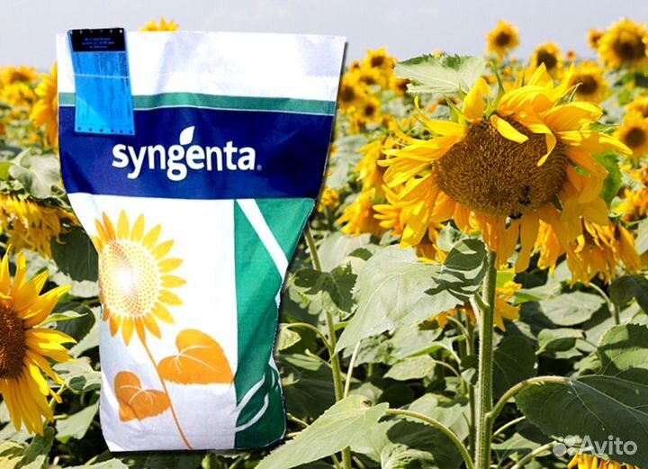 Семена гибриды подсолнечника Сингента
