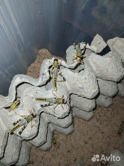 Кормовые насекомые