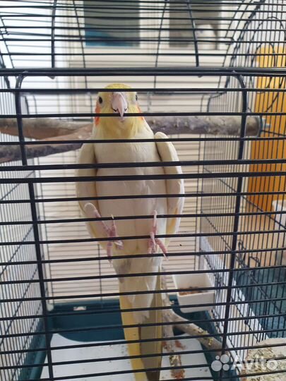 Попугай корелла с клеткой