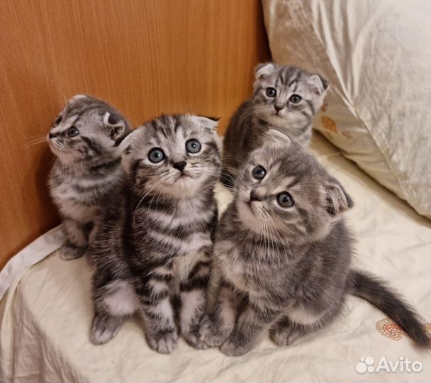 Шотландский кот вязка