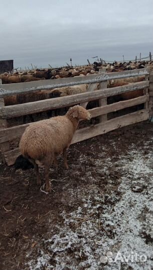 Овцы бараны ягнята оптом