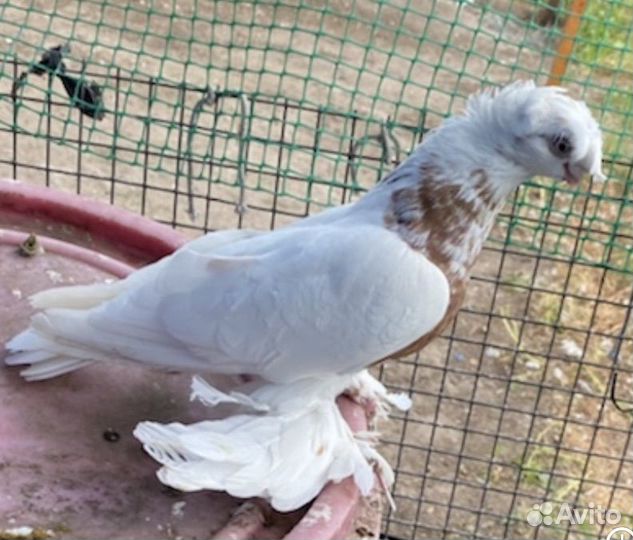 Голуби узбекские