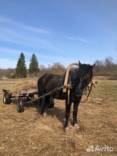 Жеребец рысак/тяж