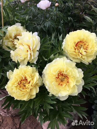 Жёлтый пион корни и саженцы