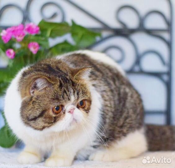 Котик экзотик