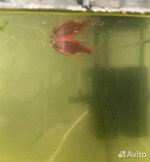 Аквариум с рыбками и оснащением