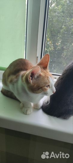 Русские котята