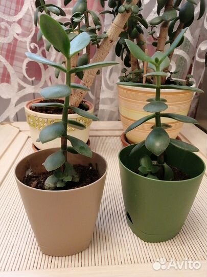 Денежное дерево цветы