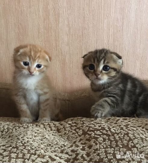 Котята метисы шотландской золотой шиншиллы