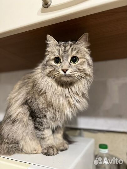 Кошечка в добрые ручки