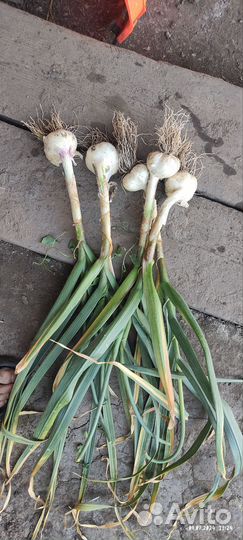 Чеснок деревенский