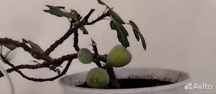 Инжир домашний плодоносящий