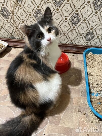 Кошка