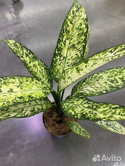 Диффенбахия