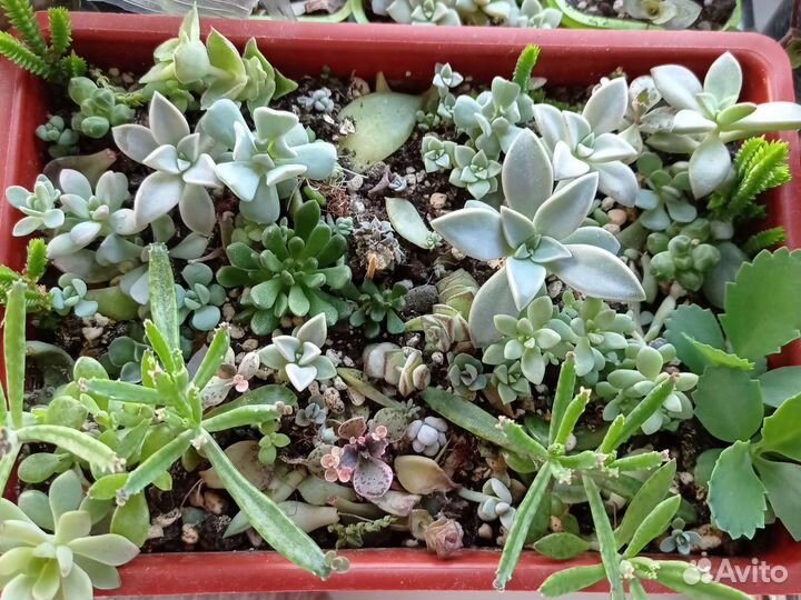 Суккуленты разных видов