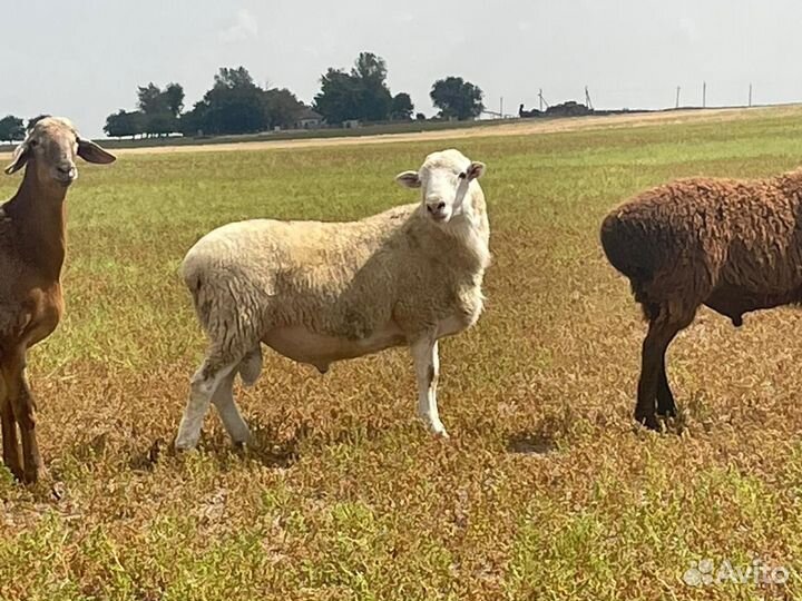 Баран дорпер