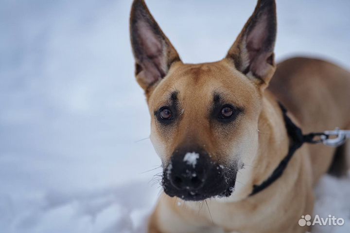 Собака в добрые руки