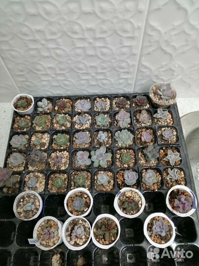 Суккуленты эхеверии, крассулы, седум