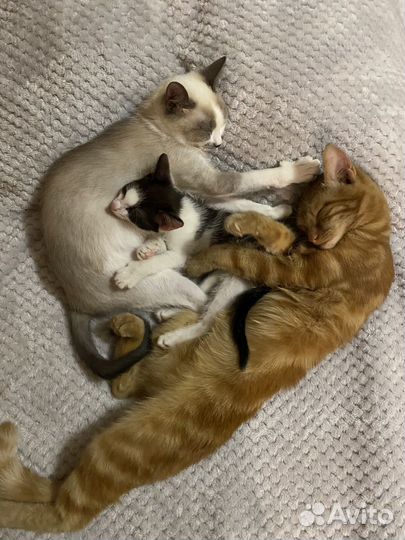 Отдам котенка