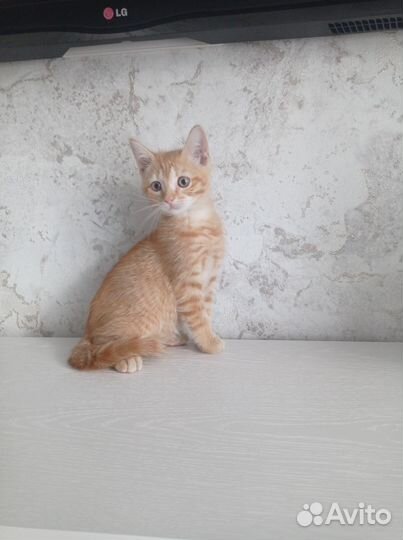 Отдам в добрые руки котят приучены к лотку