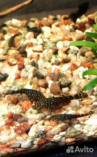 Сомики анциструсы