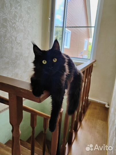 Мейн Кун кошка
