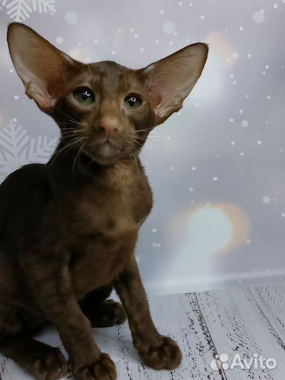 Ориентальные котята