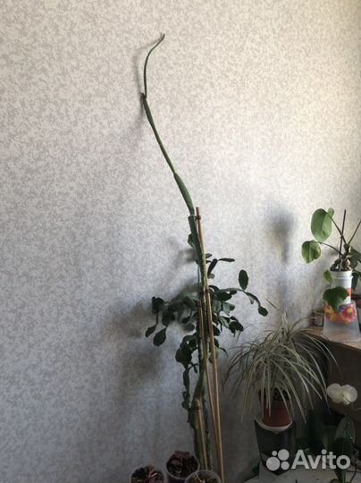 Кактус из Турции