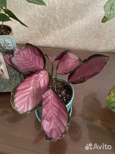 Калатея орбифолия