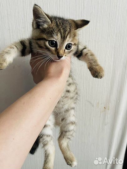 Котят бросили на дереве