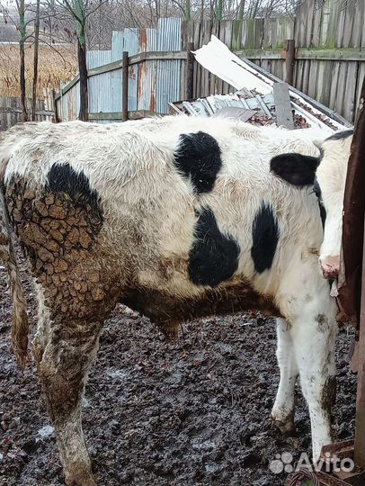 Бычки и телята