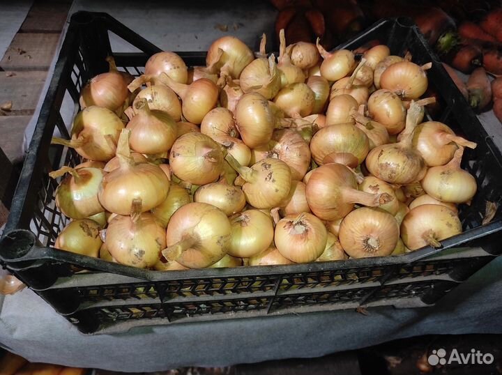 Лук семейный