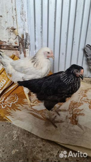 Продаем и принимаем заказы кур,Гус,ут,инд,бройл